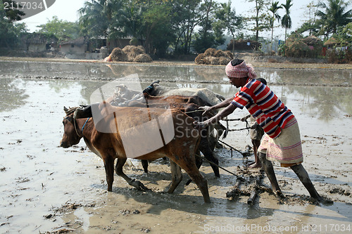 Image of Farmers plowing agricultural field in traditional way where a plow is attached to bulls in Gosaba, West Bengal, India.