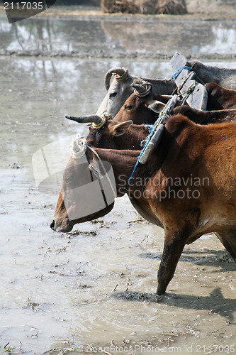 Image of Farmers plowing agricultural field in traditional way where a plow is attached to bulls in Gosaba, West Bengal, India.