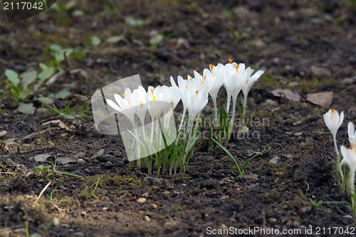 Image of Crocus