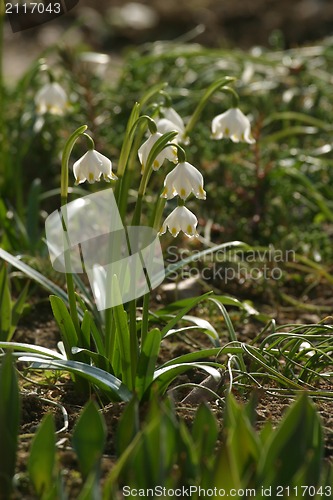 Image of Spring flowers in the field