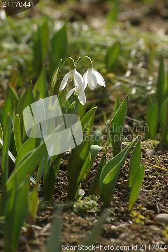 Image of Spring flowers in the field