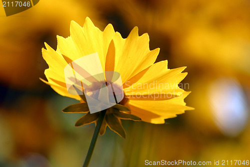 Image of Yellow flower
