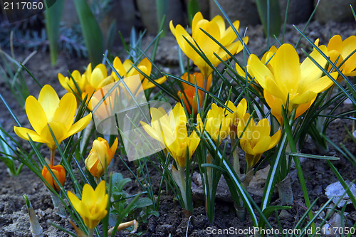 Image of Crocus