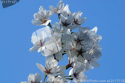 Image of Close up of fruit flowers in the earliest springtime