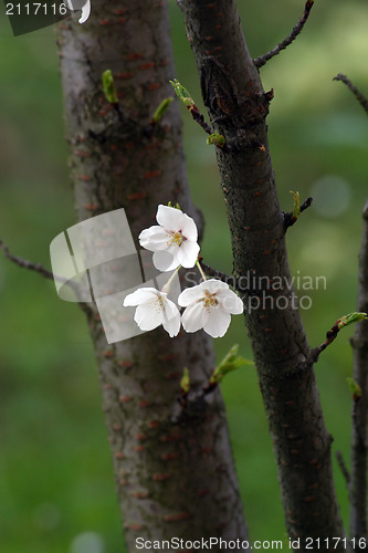 Image of Close up of fruit flowers in the earliest springtime