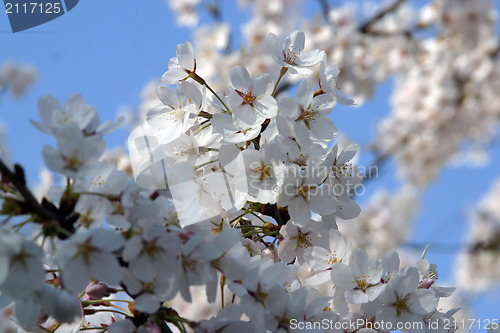 Image of Close up of fruit flowers in the earliest springtime