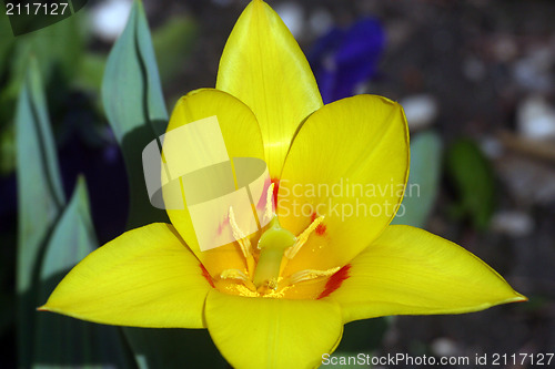 Image of Yellow flower