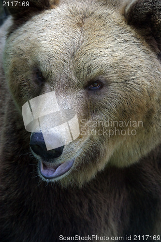 Image of Bear