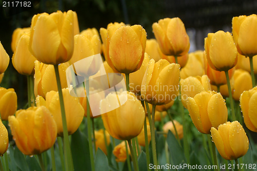 Image of Tulips in full bloom