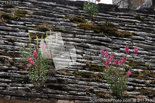 Image of Flower on the Roof
