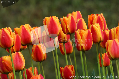 Image of Tulips in full bloom