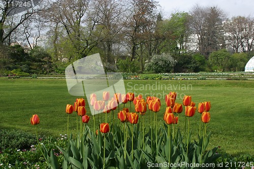 Image of Tulips in full bloom