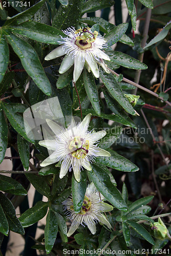 Image of Passion Flower