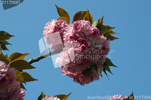 Image of Japanese cherry blossoms