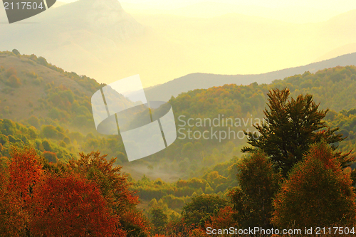 Image of beautiful colors over the woods