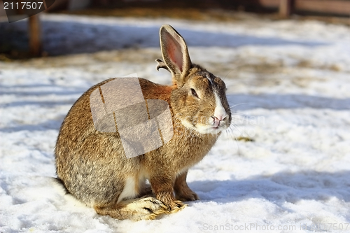 Image of big rabbit on snow