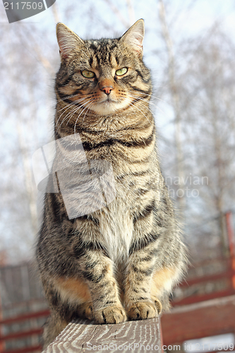 Image of cat on a fence