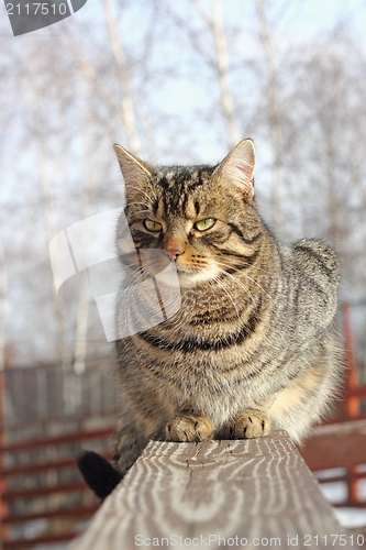 Image of cat on a wooden fence