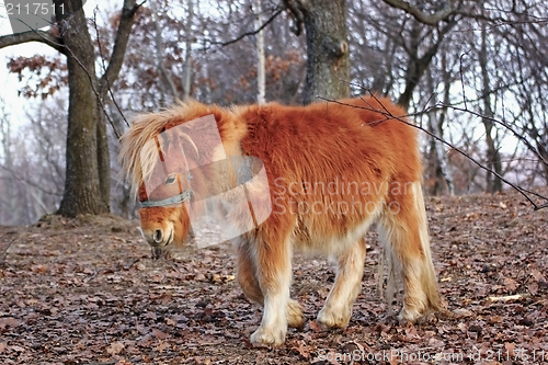 Image of colorful donkey