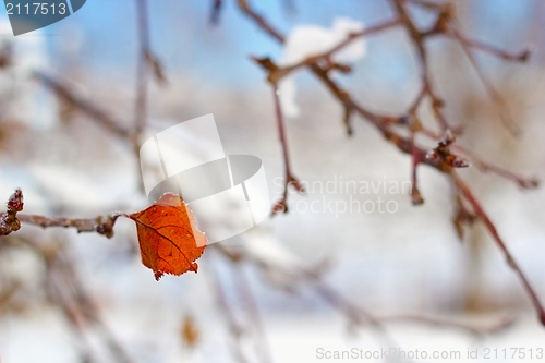 Image of faded leaf in winter