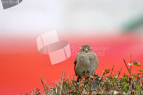Image of female sparrow on a bush