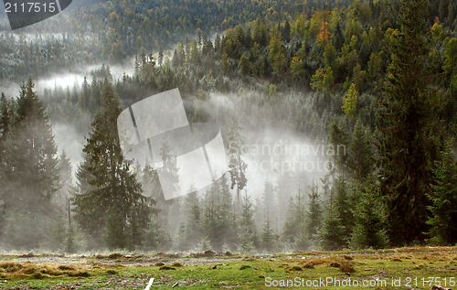Image of fog in the woods