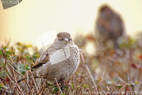 Image of passer domesticus