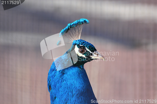 Image of peacock portrait