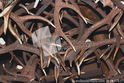 Image of red deer antlers