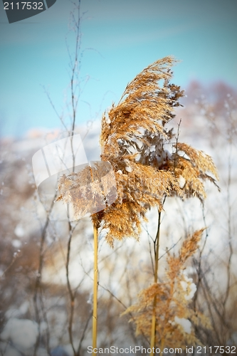 Image of reed in winter