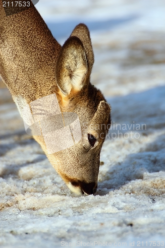 Image of roe deer searching for food