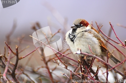Image of sparrow in a cold winter day