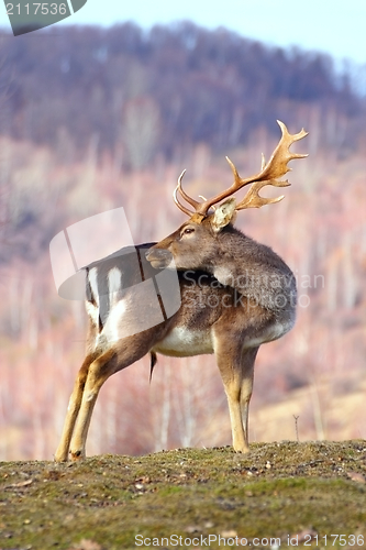 Image of trophy fallow deer buck