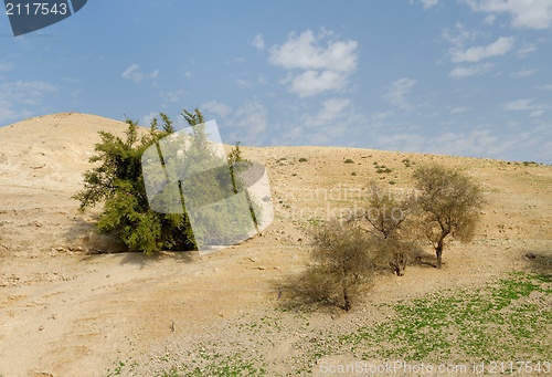 Image of Several trees on the sandy hill in the desert in spring