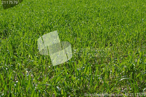 Image of Green grass texture