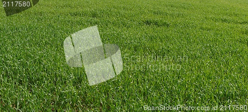 Image of Green grass texture