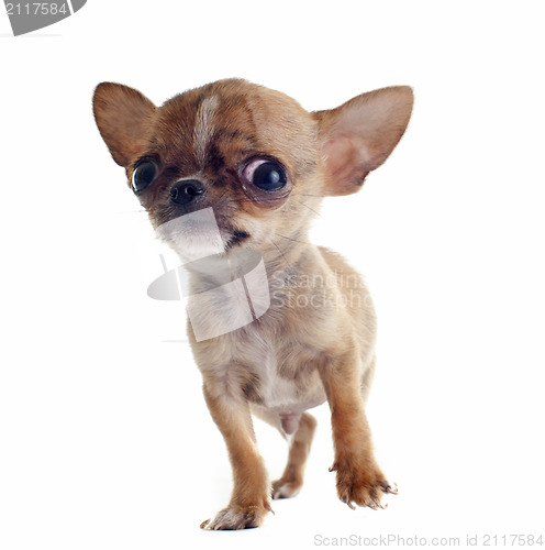 Image of puppy chihuahua