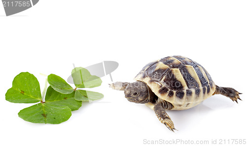 Image of young Tortoise and trefoil