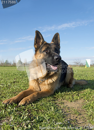 Image of german shepherd