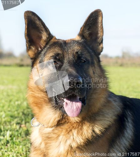 Image of german shepherd