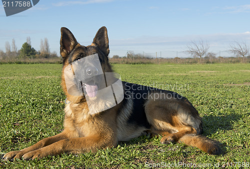 Image of german shepherd