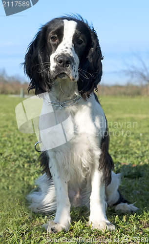 Image of black and white cocker spaniel