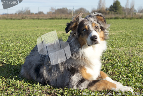 Image of australian shepherd