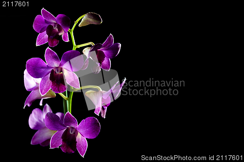 Image of Branch of purple orchid(dendrobium phalaenopsis).