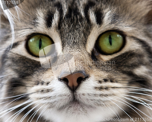 Image of head of cat