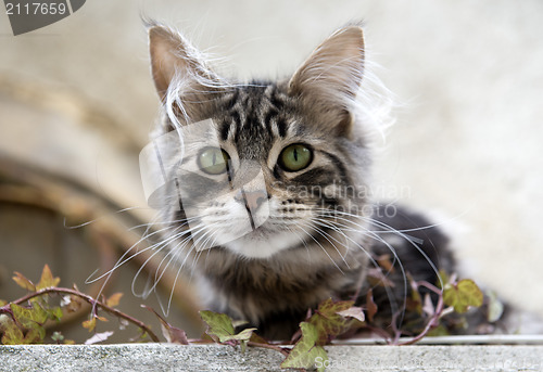 Image of gray cat