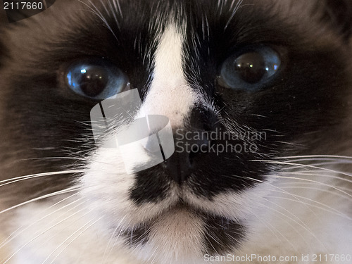 Image of Siamese Cat