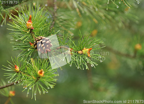 Image of Natural background, close-up pine on the green 