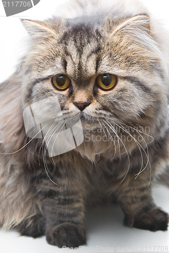Image of grey persian kitten sitting on isolated white