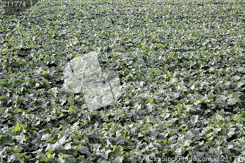 Image of a field of green gras